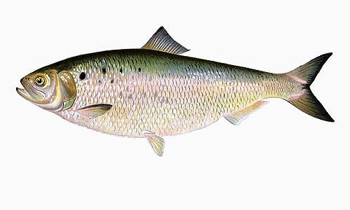 American Shad (Alosa sapidissima) were once harvested by the hundreds of thousands of pounds in many eastern rivers. Adult shad can be upward of 7 pounds and are known for the delicate savory flavor. image from http://www.chesapeakebay.net/fieldguide/critter/american_shad