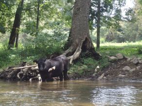 Cows in the river on the South Holston River, TN.