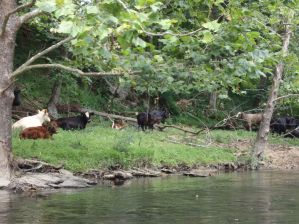 Cows along the Clinch River.